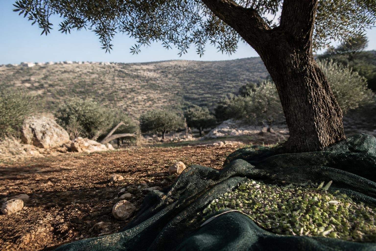 Israeli police detain 10 after West Bank settler attacks