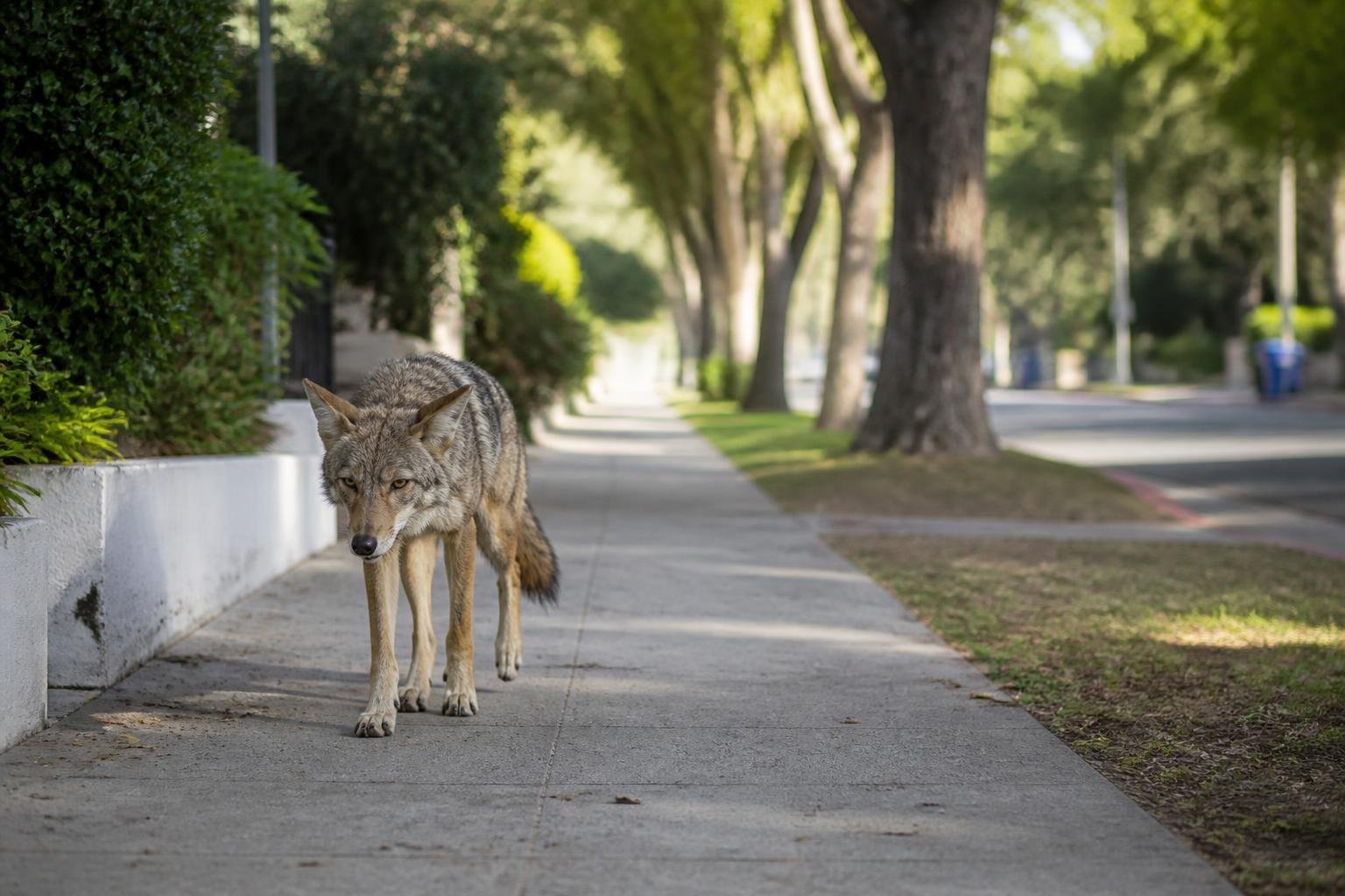 Atwater Village resident accused of feeding coyote could face charge