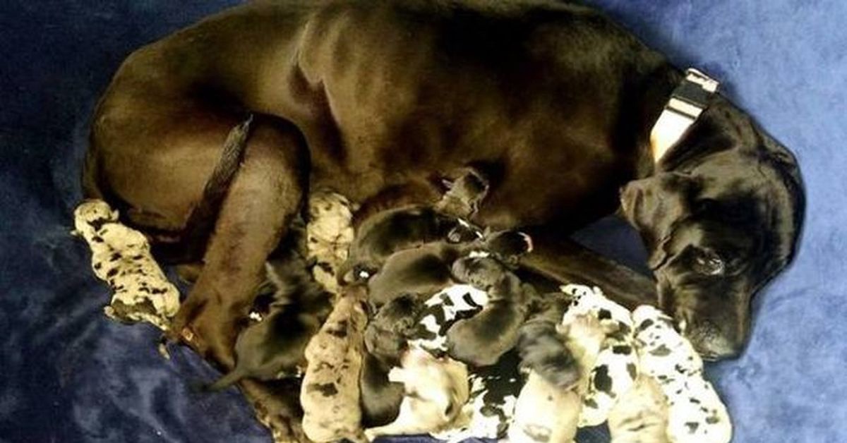 Не стерилизованная из-за коронавируса собака родила 16 щенков Не стерилизованная из-за коронавируса собака родила 16 щенков