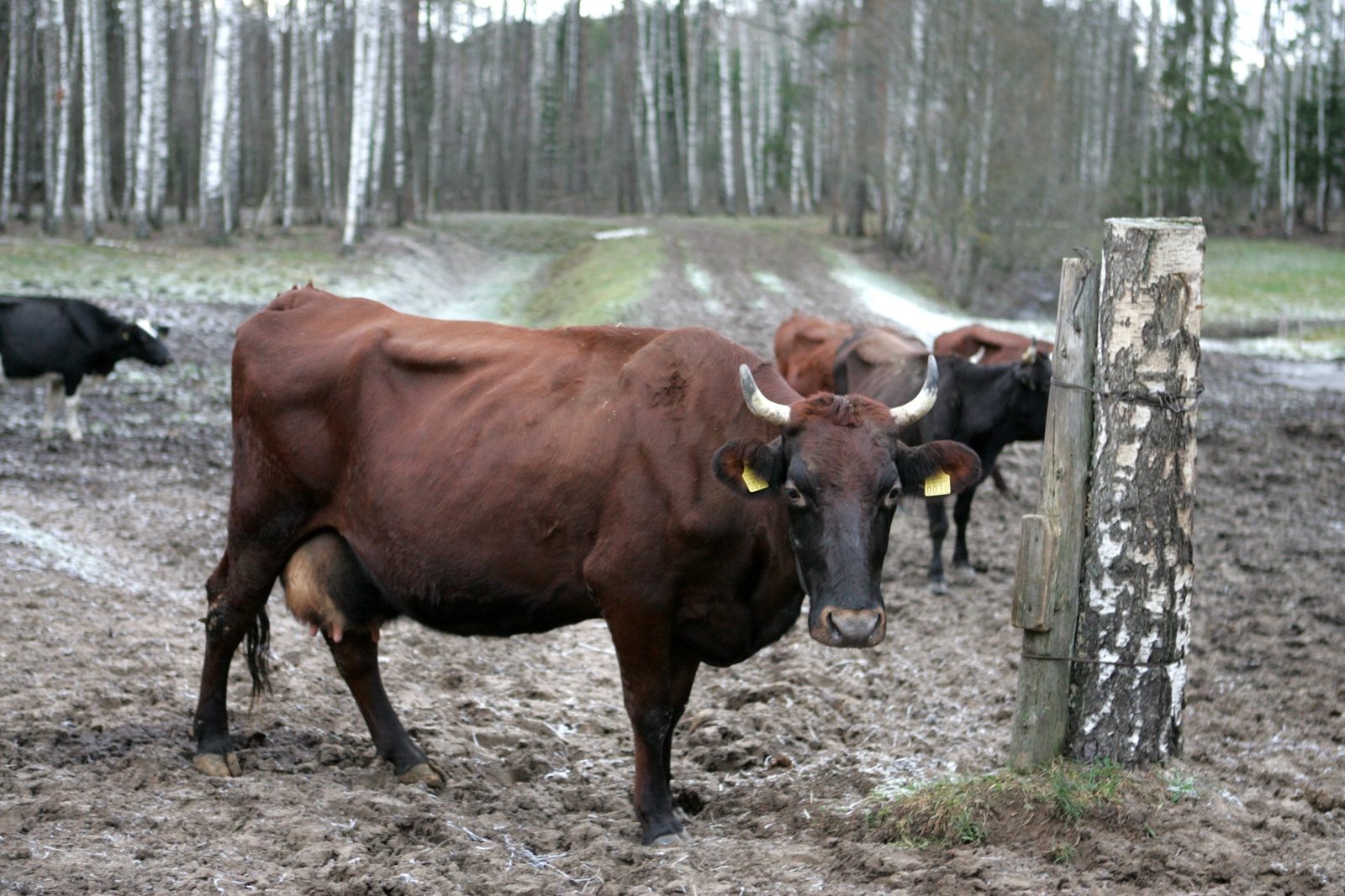 Gulbenes novadā ugunsdzēsēji palīdzējuši divām mēslu krātuvē iekritušām govīm Gulbenes novadā ugunsdzēsēji palīdzējuši divām mēslu krātuvē iekritušām govīm