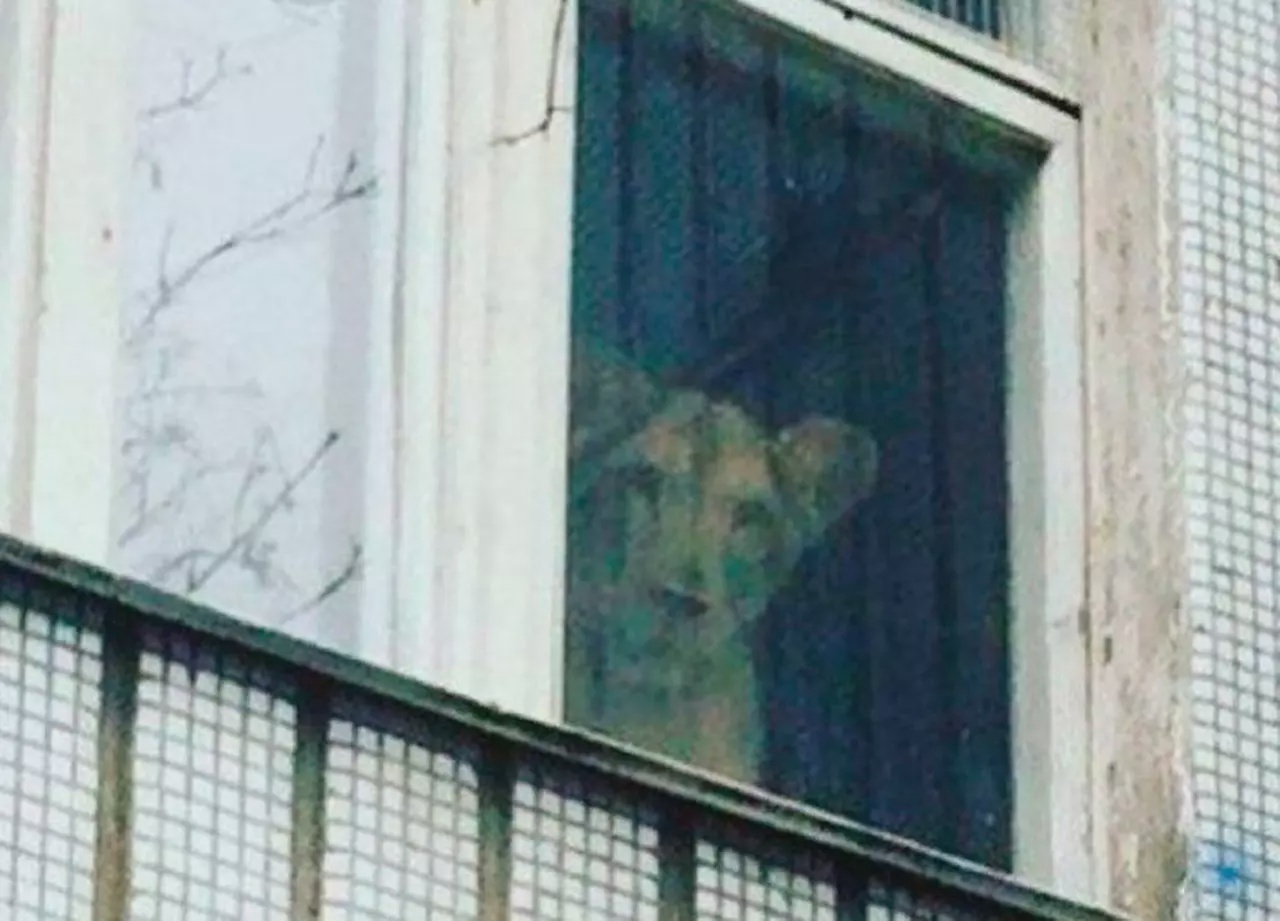 В московской многоэтажке заметили львицу В московской многоэтажке заметили львицу