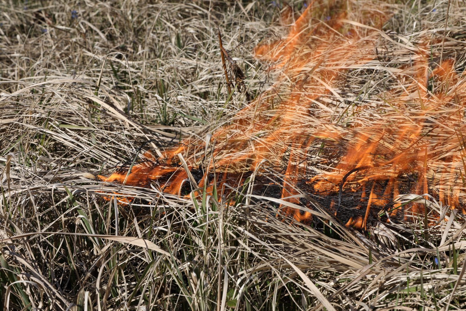 Šopavasar dzēsts mazāk kūlas ugunsgrēku nekā pērn Šopavasar dzēsts mazāk kūlas ugunsgrēku nekā pērn