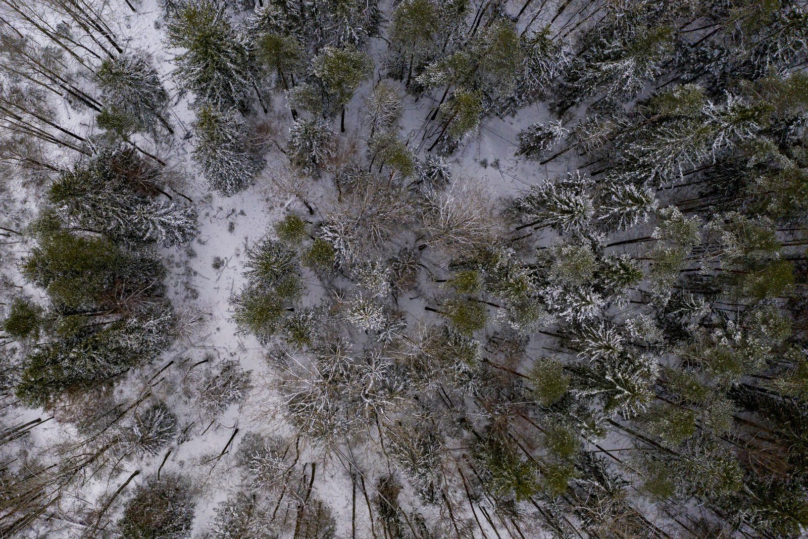 Dome vērsīsies tiesībsargājošajās iestādēs par "Rīgas mežos" atklātajiem pārkāpumiem Dome vērsīsies tiesībsargājošajās iestādēs par "Rīgas mežos" atklātajiem pārkāpumiem