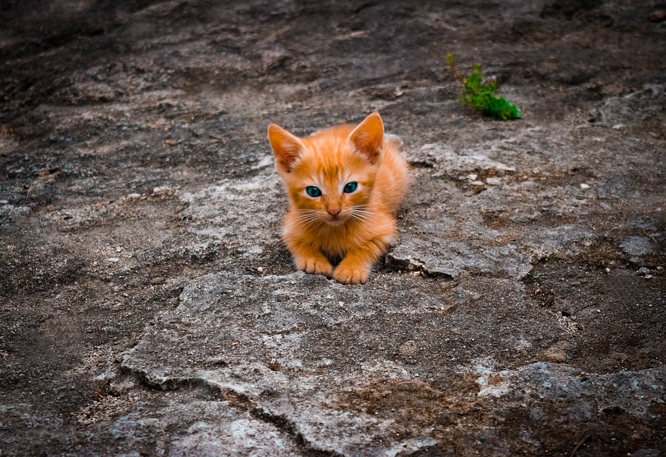 Эстонские спасатели спасли котенка и воробья