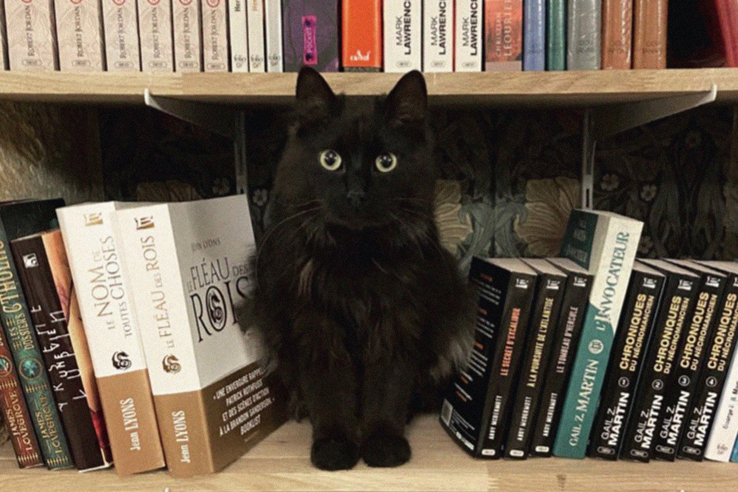 Во французском книжном «работают» коты из приюта Во французском книжном «работают» коты из приюта