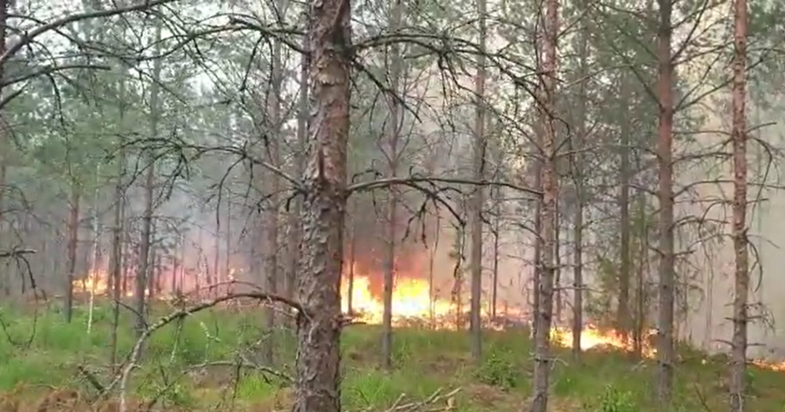 Обновлено: Площадь возгорания в Гаркалне – 21 га. Пожар локализован