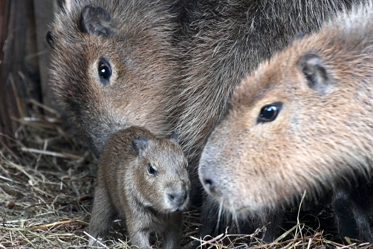 Rīgas zoodārzu trešdien apmeklējuši 22 000 cilvēku Rīgas zoodārzu trešdien apmeklējuši 22 000 cilvēku