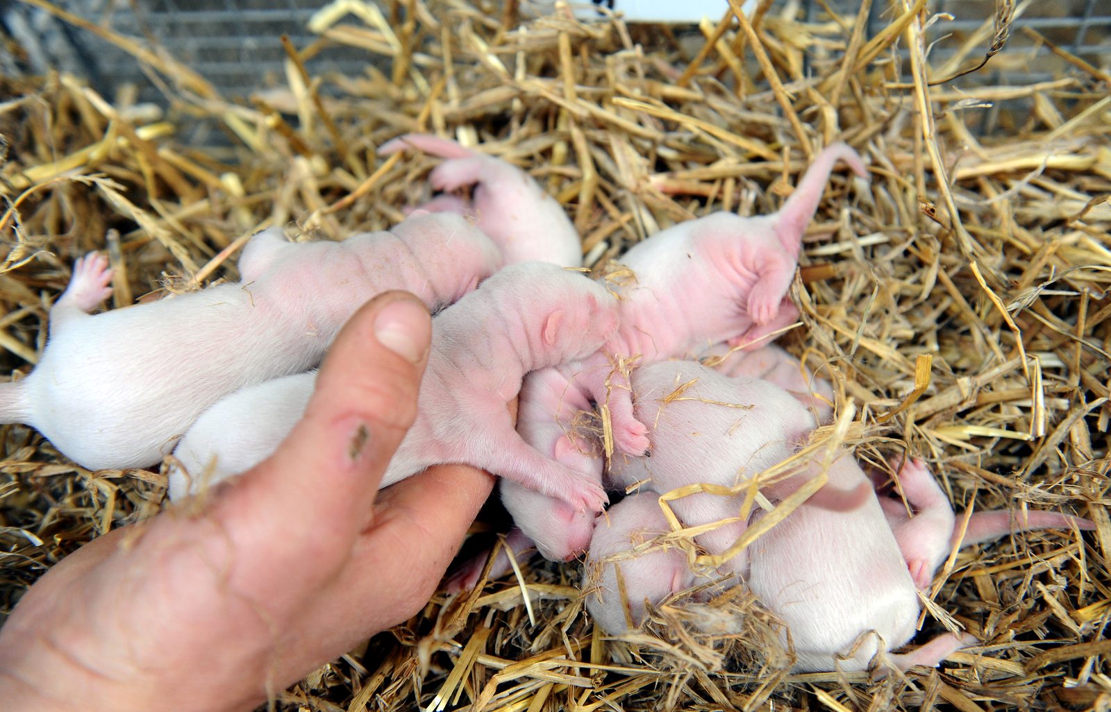 "Baltic Devon Mink" ūdelēm saslimstība ar Covid-19 norit asimptomātiski