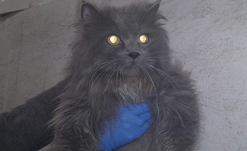 В Плявниеках неизвестный мужчина выкинул кота из дома в коробке: животное удалось спасти
