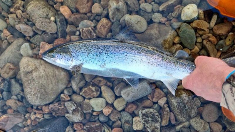 В море планируют разводить форель В море планируют разводить форель