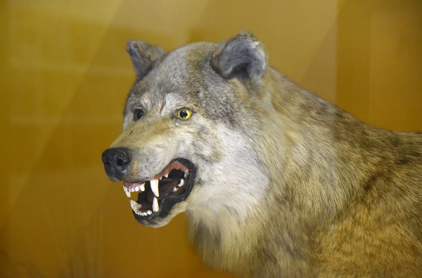 Nošauti divi no Latvijas uz Francijas jaunizbūvēto zoodārzu aizvestajiem vilkiem Nošauti divi no Latvijas uz Francijas jaunizbūvēto zoodārzu aizvestajiem vilkiem
