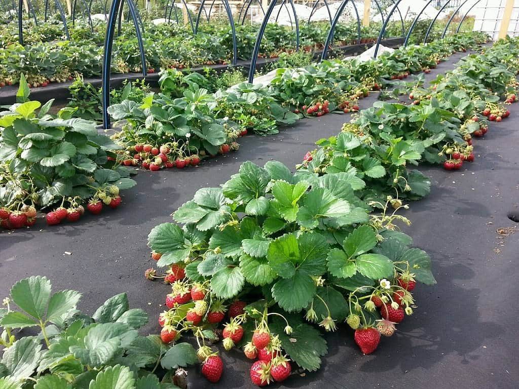 Жара губит урожай клубники Жара губит урожай клубники